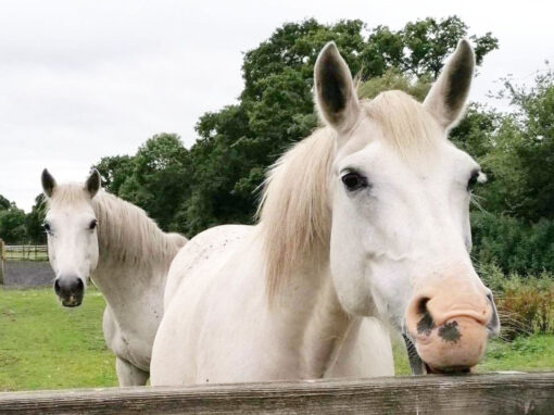 Louise, Teddy & Coqueta