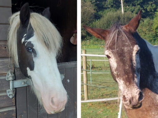 Pauline, Lucy & Duke